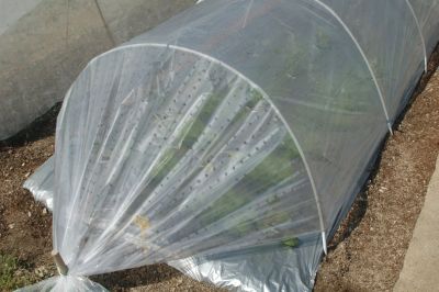 Film de forçage et de croissance l.2 x L.10 m Jany