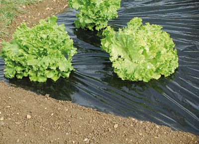 Film paillage noir 1,50 x 5 m