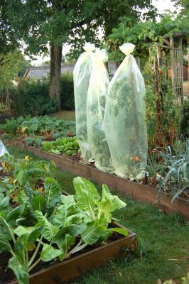 Housse de croissance Jany France 0,60 x 10m