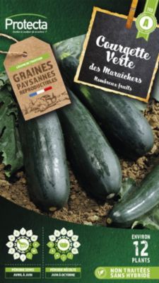 Graine de courgette verte des maraichers Protecta