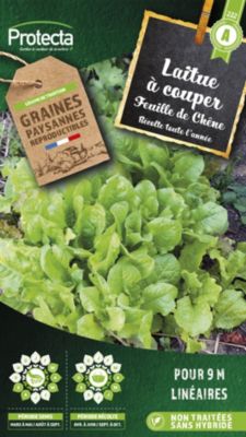 Graine de feuille de chêne blonde Protecta