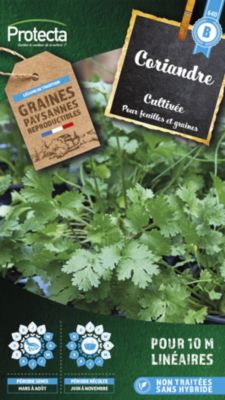 Graine de coriandre cultivée pour feuilles et graines Protecta