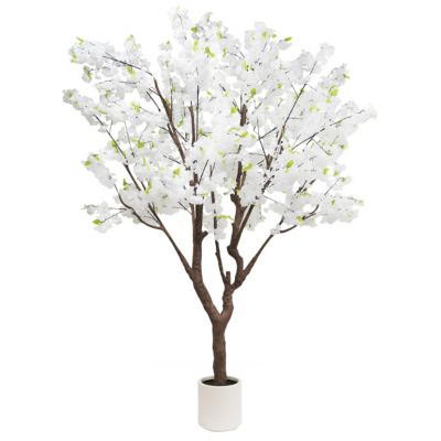 Plante