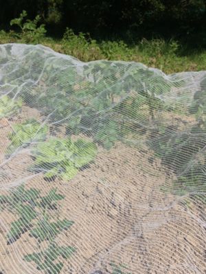 Filet anti-insectes transparent 2 x 6 m Jany