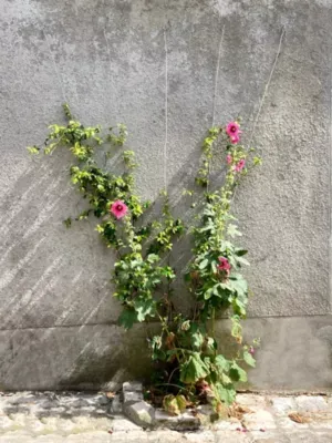 Kit de palissage pour plantes grimpantes Jany