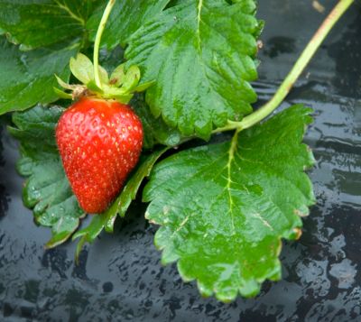 Film de paillage spécial fraises Jany France noir H. 1,4 m x L. 5 m x Ep. 30 µ