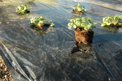 Film paillage toutes cultures Jany France 1,4 x 5 m