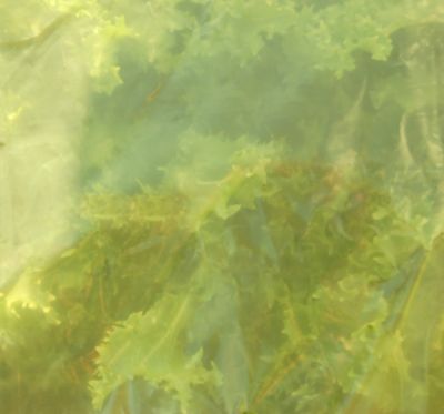 Film maraîchage Jany France jaune 2 x 10 m