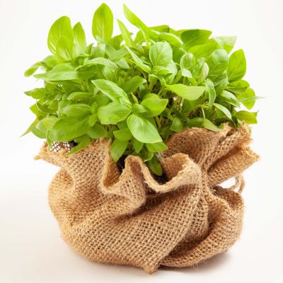 35m x 1m tissu de jute 215g/m² tapis de jute jute de jardin tissu de jute Aquagart