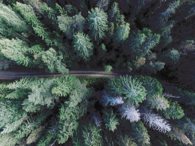 Affiche décorative Foret l.60 x H.80 cm