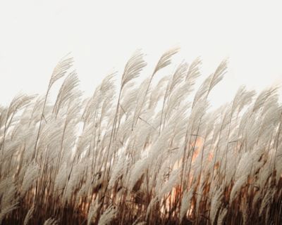 Affiche épis Dada Art l.40 x H.50 cm