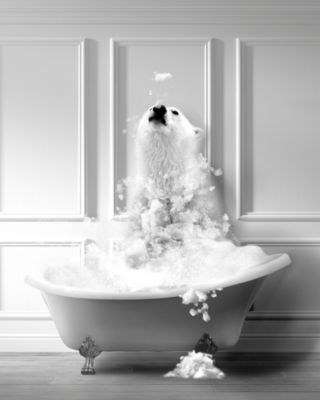 Affiche ours baignoire Dada Art l.40 x H.50 cm