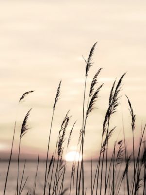 Affiche brindilles Dada Art l.60 x H.80 cm