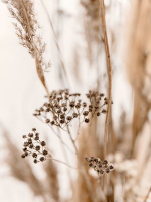 Affiche épis pampas Dada Art L.40 x l.30 cm