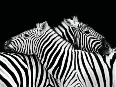 Affiche zèbres Dada Art l.60 x H.80 cm
