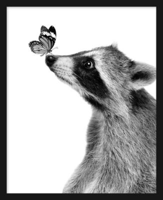 Image encadrée raton laveur noir, blanc Dada Art l.33 x H.53 cm