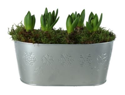 Plante
