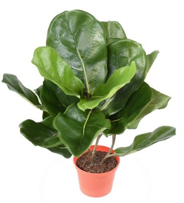 Pot Lyrata artificiel