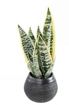 Sansevieria artificielle h.49 cm