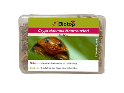 Coccinelles Cryptolaemus Biotop (25 adultes)
