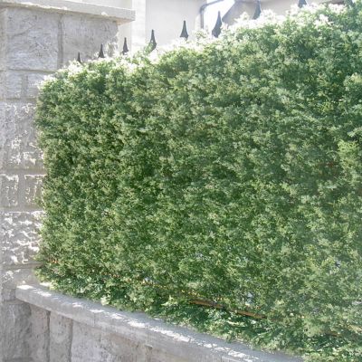 Haie sapin clipsable 1m²