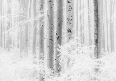 Papier peint panoramique Komar Winter Woods L.4 m x l.280 cm
