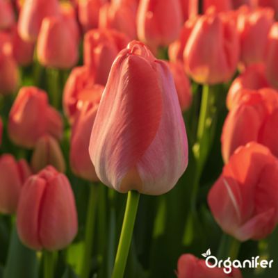 Boules De Coton 100% Pur Coton Tulipes Multicolores - Paquet De 50 Pièces, Naturel, Neuf