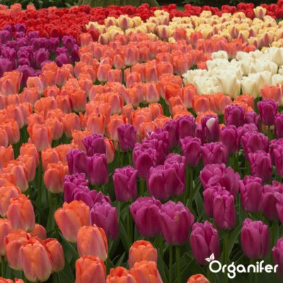 Boules De Coton Pur 100% Tulipes Multicolores - Paquet De 50 - Pour Démaquillage Doux