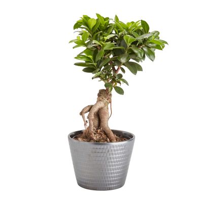 bonsai ficus ginseng exterieur