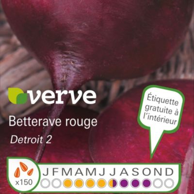 Semences BIO de betteraves rouges DETROIT