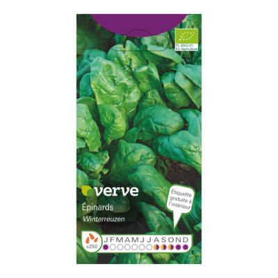 Graines d'épinards WINTERREUZEN BIO