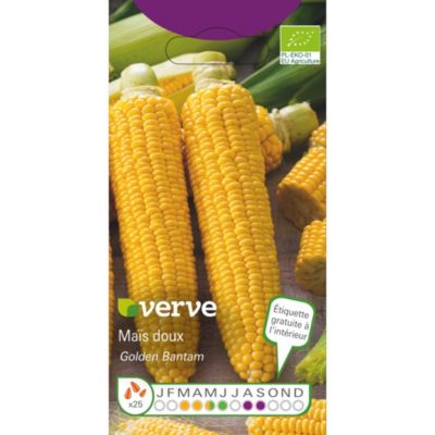 Graines de maïs GOLDEN BANTAM BIOLOGIQUES
