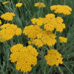 6 x Achillée 'Cloth Of Gold' - Achillea filipendulina 'Cloth Of Gold'  - godet 9cm x 9cm