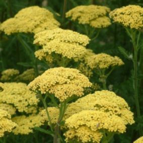 6 x Achillée 'Credo' - Achillea 'Credo'  - godet 9cm x 9cm