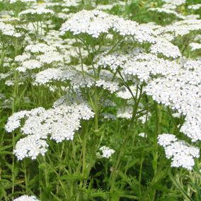 6 x Achillée millefeuille 'Alabaster' - Achillea 'Alabaster'  - godet 9cm x 9cm