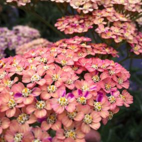 6 x Achillée millefeuille 'Wesersandstein' - Achillea Millefolium 'Wesersandstein'  - godet 9cm x 9cm