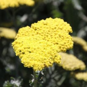 6 x Achillée 'Moonshine' - Achillea 'Moonshine'  - godet 9cm x 9cm