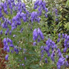 6 x Aconit de Carmichael 'Arendsii' - Aconitum carmichaelii 'Arendsii'  - godet 9cm x 9cm