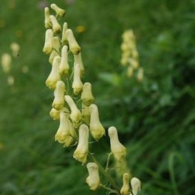 6 x Aconit septentrionale 'Ivorine' - Aconitum septentrional 'Ivorine'  - godet 9cm x 9cm