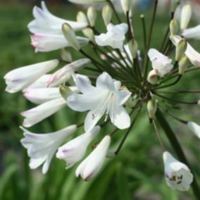 6 x Agapanthe d'Afrique blanche - Agapanthus africanus 'Albidus'  - godet 9cm x 9cm