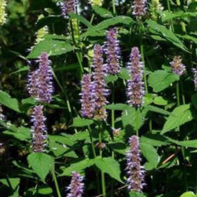 6 x Agastache 'Blue Fortune' - Agastache 'Blue Fortune'  - godet 9cm x 9cm