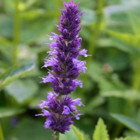 6 x Agastache à odeur d'Anis - Agastache foeniculum  - godet 9cm x 9cm