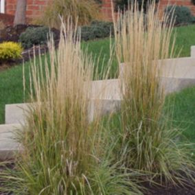 6 x Agrostide a fleurs étroites 'Karl Foerster' - Calamagrostis Acutiflora 'Karl Foerster'  - godet 9cm x 9cm