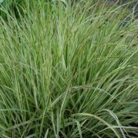 6 x Agrostide a fleurs étroites 'Overdam' - Calamagrostis Acutiflora 'Overdam'  - godet 9cm x 9cm