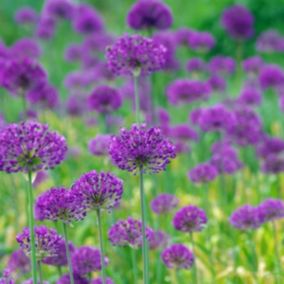 6 x Ail d'ornement 'Purple Sensation' - Allium 'Purple Sensation'  - godet 9cm x 9cm