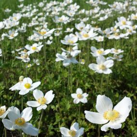 6 x Anémone des bois - Anemone sylvestris  - godet 9cm x 9cm