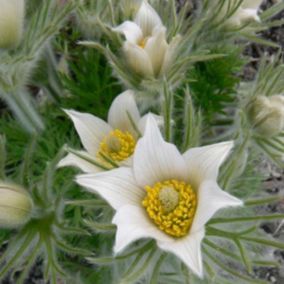 6 x Anémone pulsatile 'Alba' - Pulsatilla vulgaris 'Alba'  - godet 9cm x 9cm