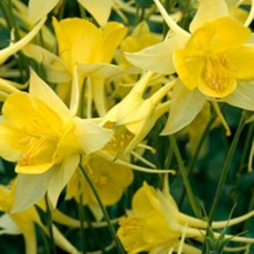 6 x Ancolie à fleurs jaunes 'Yellow Queen' - Aquilegia chrysantha 'Yellow Queen'  - godet 9cm x 9cm