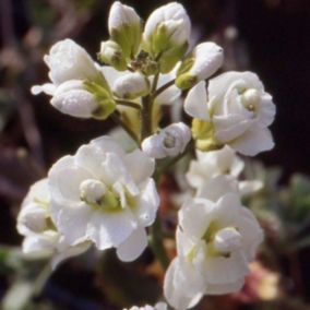 6 x Arabette du Caucase 'Plena' - Arabis Caucasica 'Plena'  - godet 9cm x 9cm