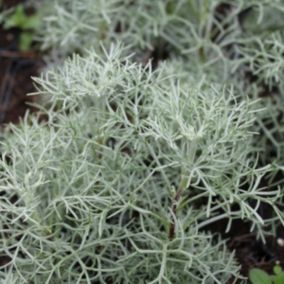 6 x Artemisia 'Powis Castle' - Artemisia 'Canescens'  - godet 9cm x 9cm